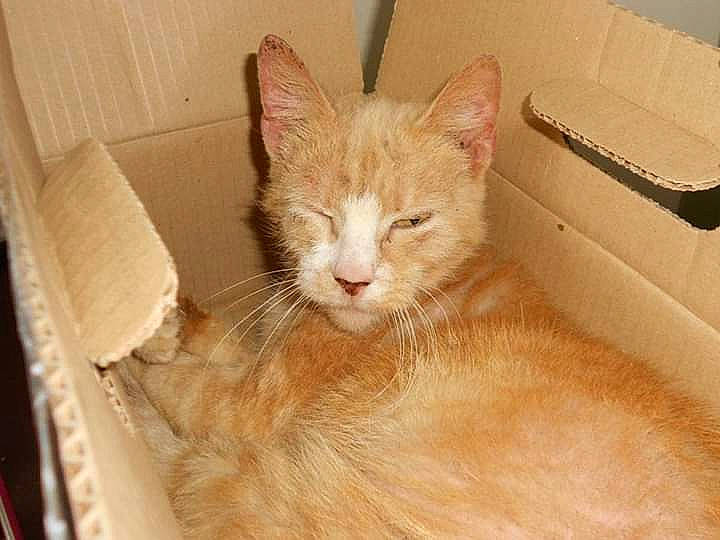 Trinity joined the competition — help win amazing prizes! aegean_cat, arabian_mau, asian, carnivore, cat, domestic_long_haired_cat, domestic_short_haired_cat, ear, european_shorthair, fawn, felidae, fur, kitten, ojos_azules, oriental_longhair, polydactyl_cat, small_to_medium_sized_cats, tabby_cat, tail, whiskers