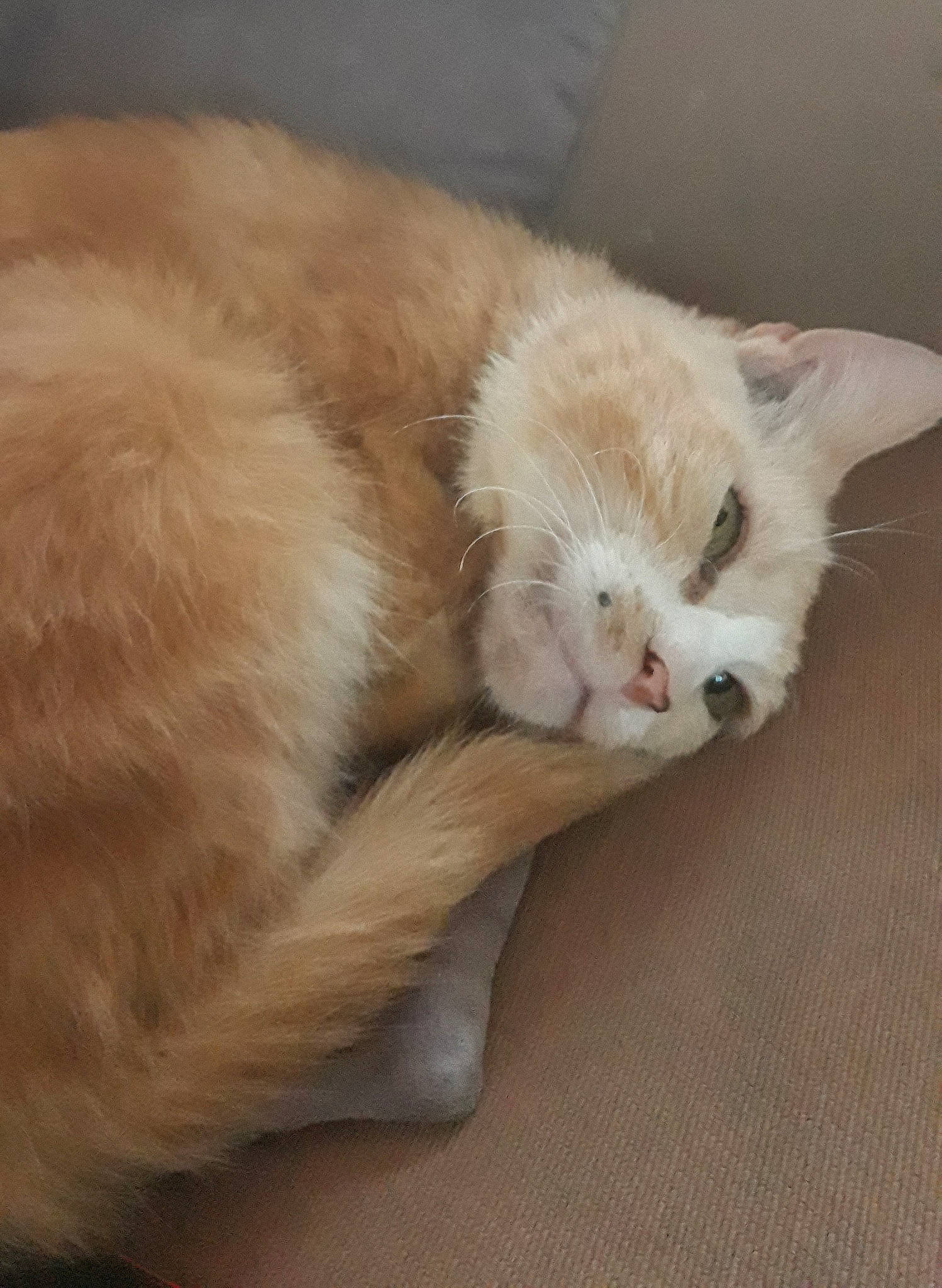 Trinity joined the competition — help win amazing prizes! carnivore, cat, claw, ear, eye, fawn, felidae, fur, mammal, nose, paw, skin, small_to_medium_sized_cats, snout, tail, whiskers