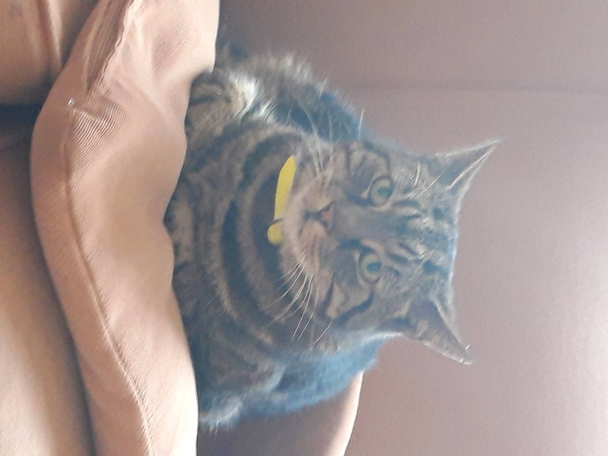 Handsome joined the competition — help win amazing prizes! blue, carnivore, cat, close_up, domestic_short_haired_cat, ear, eye, felidae, fur, kitten, organism, small_to_medium_sized_cats, tabby_cat, textile, whiskers, white