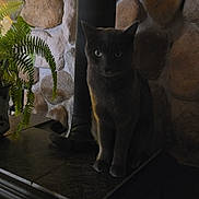 Smoky is registered to the contest to win money with this photo: cat, gray_cat, indoor, plant, fern, stone_wall, wooden_surface, dim_lighting, shadow, quiet, pet, feline, dark, rustic, cozy, animal, sitting, still_life, home, nature