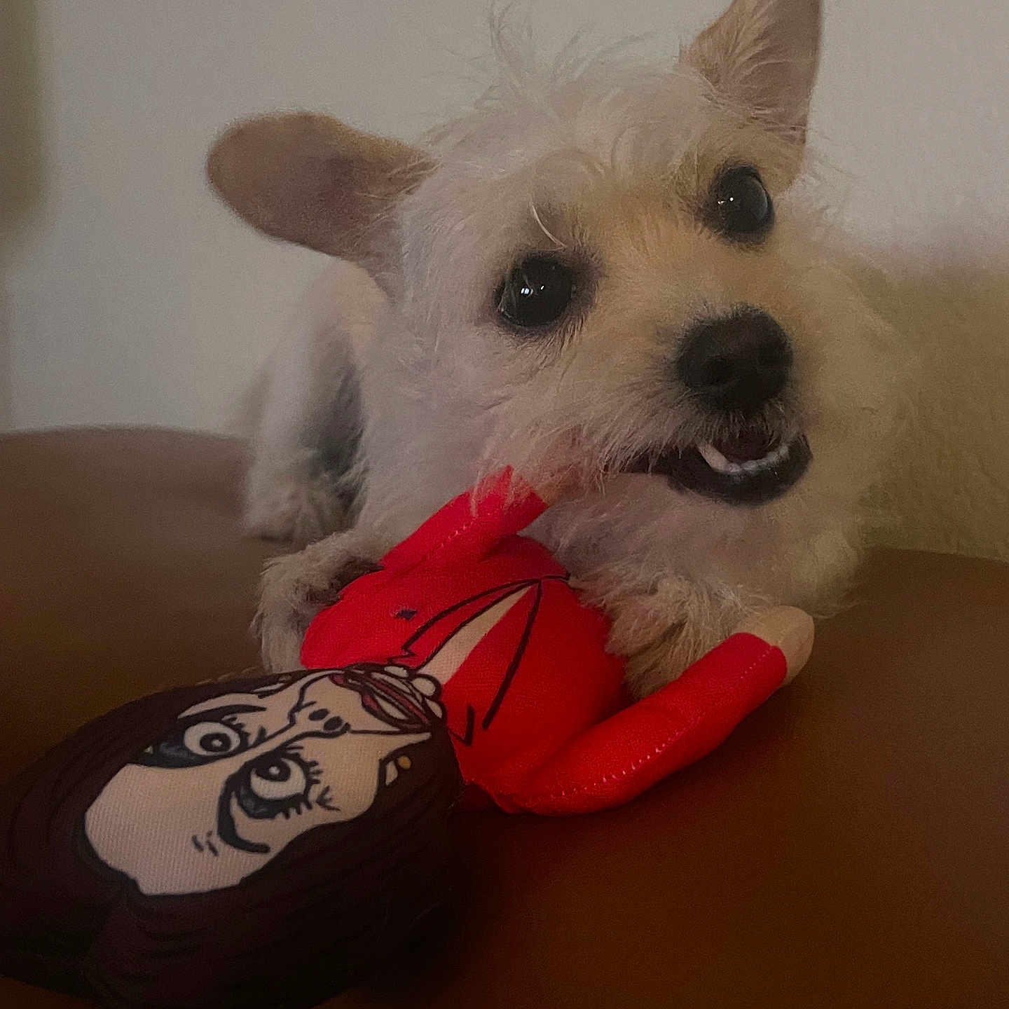 Biscuit joined the competition — help win amazing prizes! animal, ball, canine, clothing, couch, dog, face, football, footwear, furniture, glove, head, person, pet, puppy, shoe, soccer, soccerball, sport, whitedog