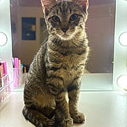 Otto joined the competition — help win amazing prizes! cat, kitten, tabby, vanity_table, mirror, lights, indoor, pet, fur, whiskers, ears, sitting, curious, reflection, face, animal, young, cute, feline, portrait