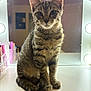 cat, kitten, tabby, vanity_table, mirror, lights, indoor, pet, fur, whiskers, ears, sitting, curious, reflection, face, animal, young, cute, feline, portrait