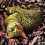 Otto is registered to the contest to win money with this photo: cat, tabby, pet, animal, feline, fur, whiskers, eyes, ears, blanket, pattern, texture, cozy, resting, cute, domestic, sleeping, indoor, soft, warm