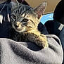 Otto is registered to the contest to win money with this photo: kitten, tabby_cat, cat, pet, animal, person, hoodie, car_interior, seat, sunlight, window, fur, whiskers, face, paw, close_up, comfort, relaxation, indoor, portrait