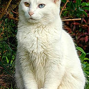 Bielle a rejoint le concours — aidez-le/la à gagner de superbes lots ! cat, white_cat, heterochromia, grass, outdoor, nature, feline, animal, pet, sitting, greenery, tree, leaf, fur, portrait, calm, closeup, wildlife, eyes, mammal
