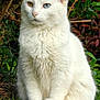 cat, white_cat, heterochromia, grass, outdoor, nature, feline, animal, pet, sitting, greenery, tree, leaf, fur, portrait, calm, closeup, wildlife, eyes, mammal