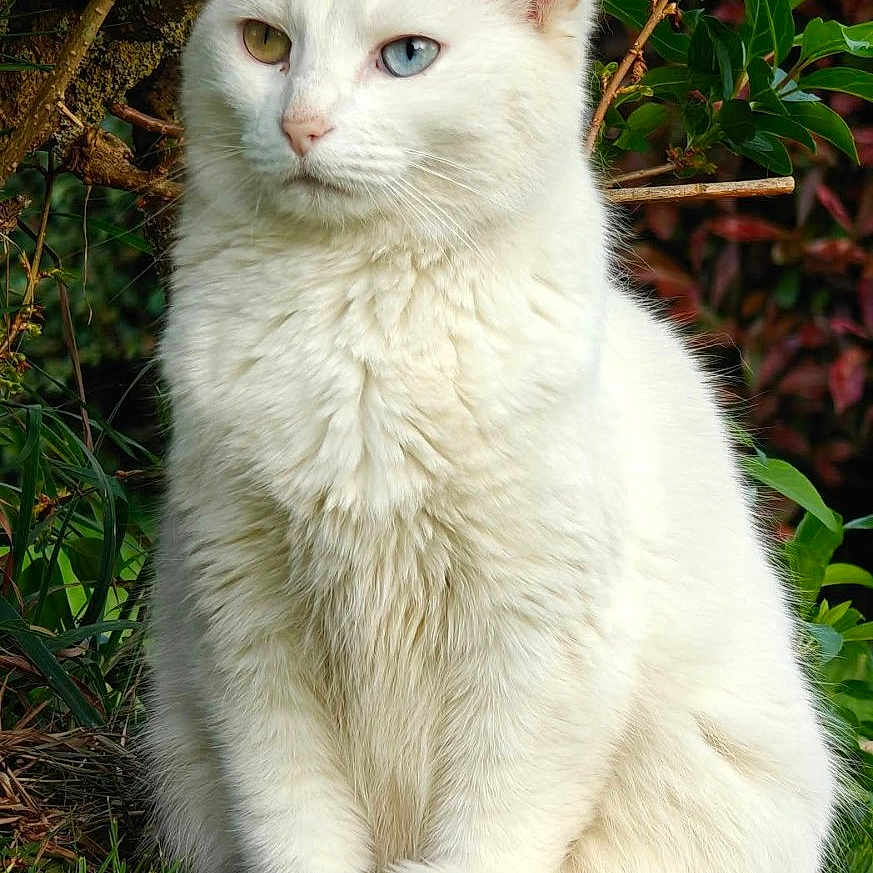 Bielle a rejoint le concours — aidez-le/la à gagner de superbes lots ! animal, calm, cat, closeup, eyes, feline, fur, grass, greenery, heterochromia, leaf, mammal, nature, outdoor, pet, portrait, sitting, tree, white_cat, wildlife
