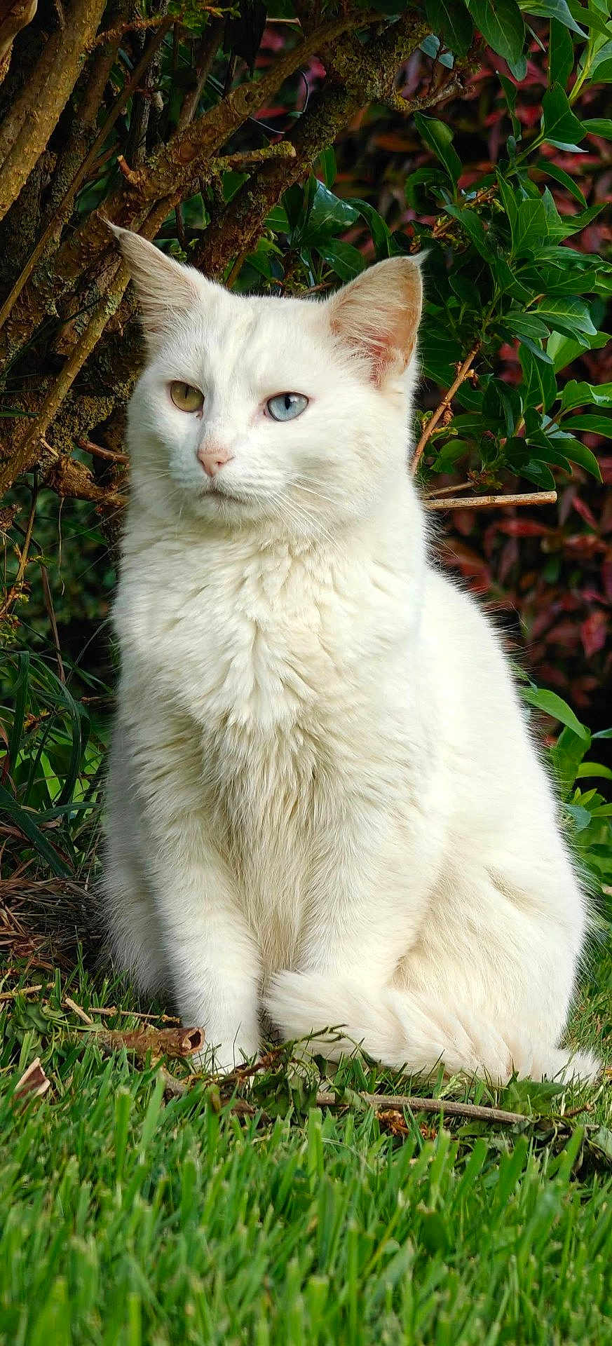 Bielle a rejoint le concours — aidez-le/la à gagner de superbes lots ! cat, white_cat, heterochromia, grass, outdoor, nature, feline, animal, pet, sitting, greenery, tree, leaf, fur, portrait, calm, closeup, wildlife, eyes, mammal