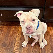 Zeus joined the competition — help win amazing prizes! puppy, dog, canine, white_dog, blue_collar, sitting, indoors, hardwood_floor, wooden_floor, dresser, furniture, portrait, closeup, wide_eyes, floppy_ears, pink_nose, paws, pet, home, cute