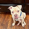 puppy, dog, canine, white_dog, blue_collar, sitting, indoors, hardwood_floor, wooden_floor, dresser, furniture, portrait, closeup, wide_eyes, floppy_ears, pink_nose, paws, pet, home, cute