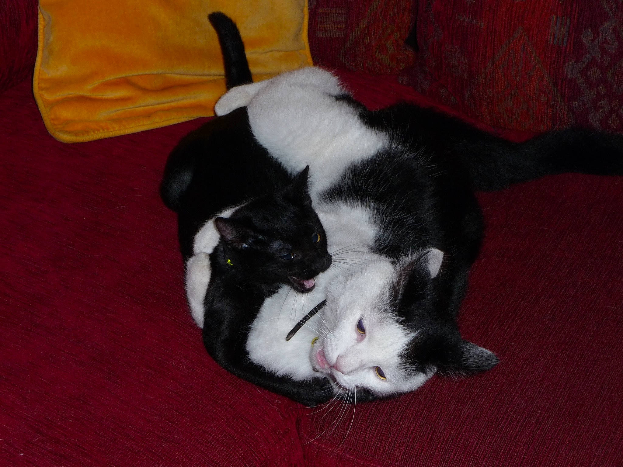 Réglisse a rejoint le concours — aidez-le/la à gagner de superbes lots ! canidae, carmine, carnivore, cat, claw, comfort, companion_dog, dog_breed, domestic_short_haired_cat, felidae, flooring, foot, fur, hardwood, nap, paw, small_to_medium_sized_cats, sporting_group, tail, whiskers