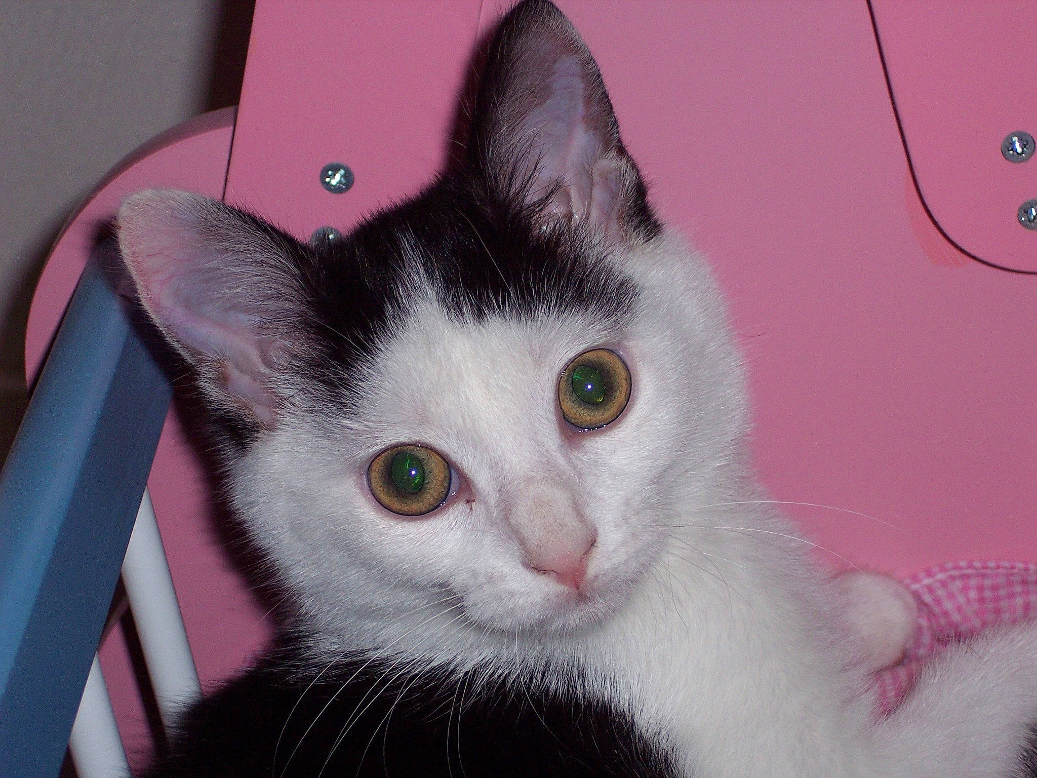 Réglisse a rejoint le concours — aidez-le/la à gagner de superbes lots ! carnivore, cat, cat_furniture, domestic_short_haired_cat, ear, eye, felidae, fur, head, paw, pet_supply, small_to_medium_sized_cats, snout, tail, whiskers, window