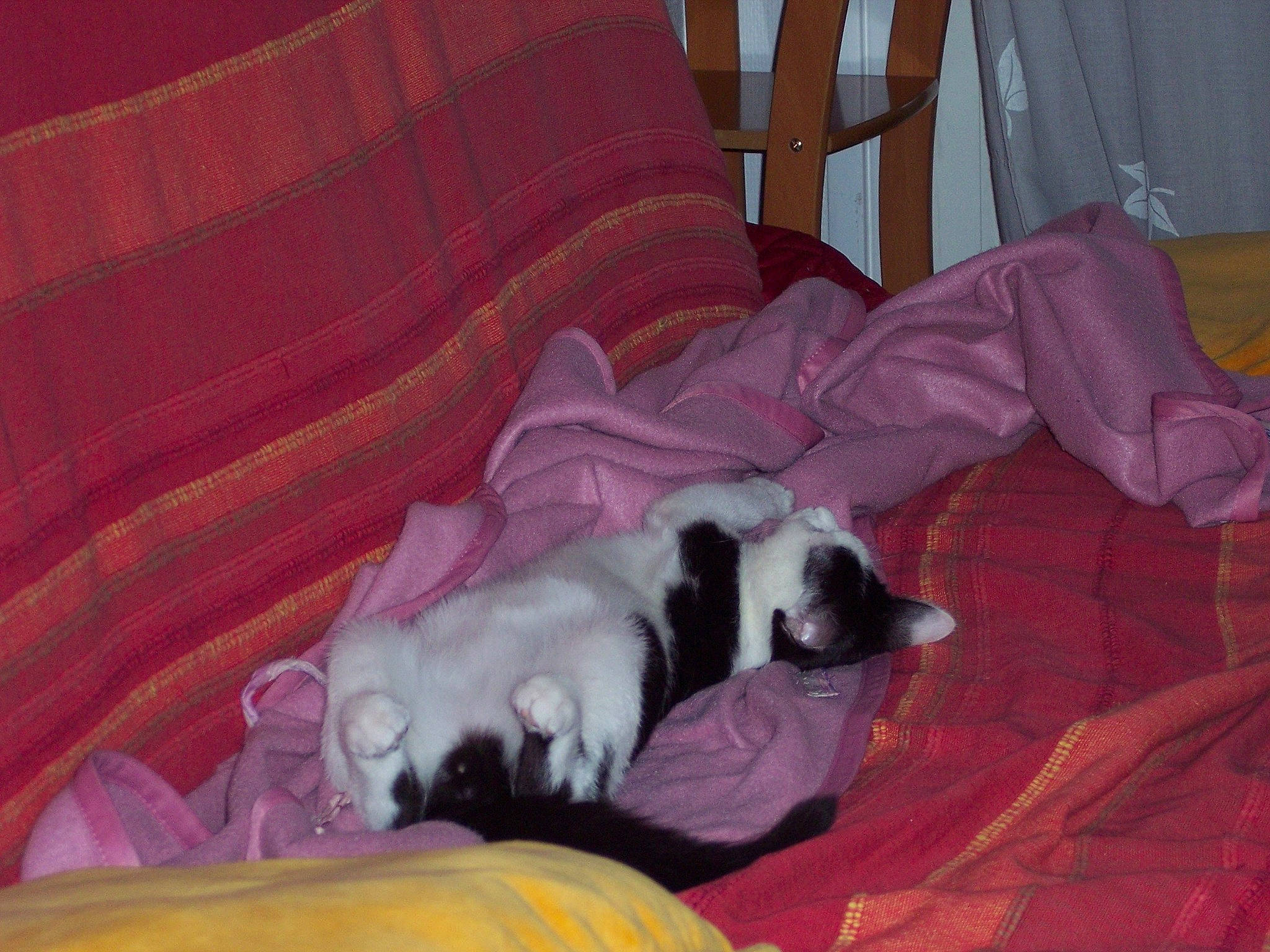 Réglisse participe au concours pour gagner de l'argent avec cette photo : canidae, carnivore, cat, comfort, companion_dog, couch, dog_breed, felidae, fur, hardwood, linens, nap, non_sporting_group, room, small_to_medium_sized_cats, sporting_group, tail, whiskers