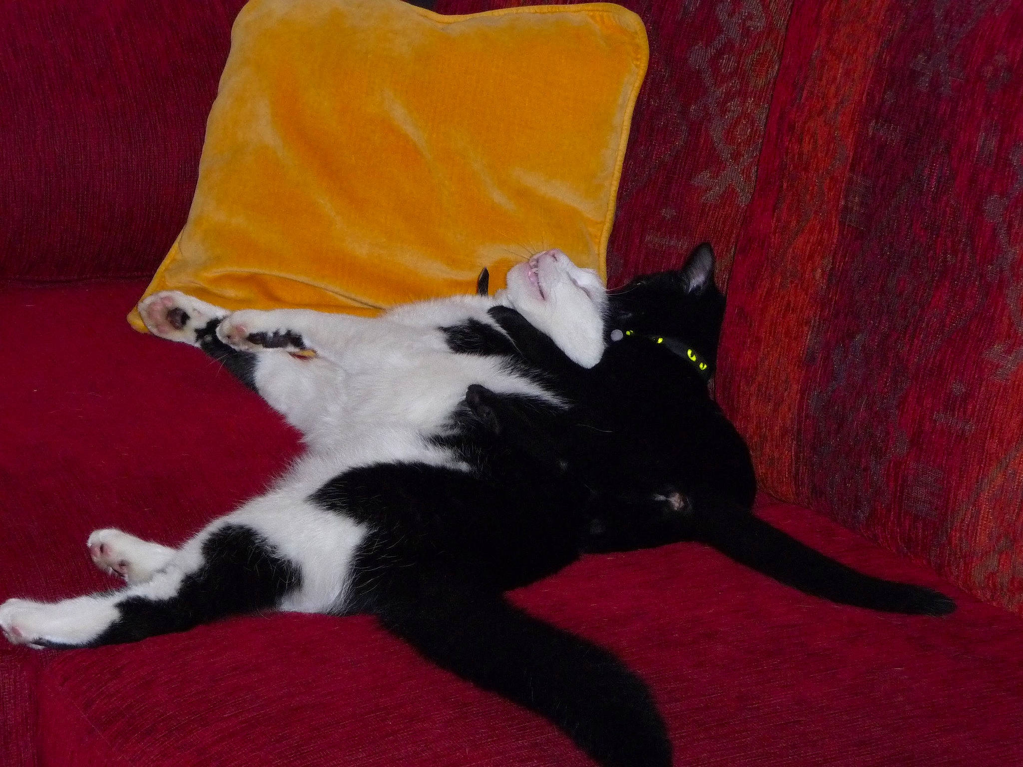 Réglisse participe au concours pour gagner de l'argent avec cette photo : art, carmine, carnivore, cat, cat_supply, claw, comfort, companion_dog, dog_breed, domestic_short_haired_cat, fawn, felidae, flooring, fur, linens, paw, small_to_medium_sized_cats, snout, tail, whiskers