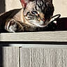 cat, tabby, feline, animal, pet, indoor, sunlight, wooden_cabinet, relaxing, portrait, close_up, ears, whiskers, eye, shadow, painting, wall, fur, resting, domestic