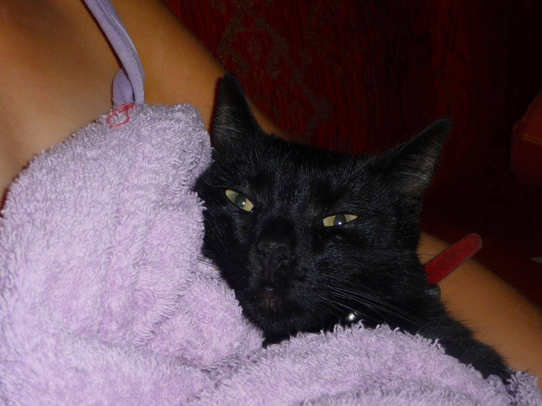 Chouquettes a rejoint le concours — aidez-le/la à gagner de superbes lots ! black_cat, bombay, carnivore, cat, claw, comfort, domestic_short_haired_cat, felidae, fur, grey, small_to_medium_sized_cats, snout, tail, whiskers