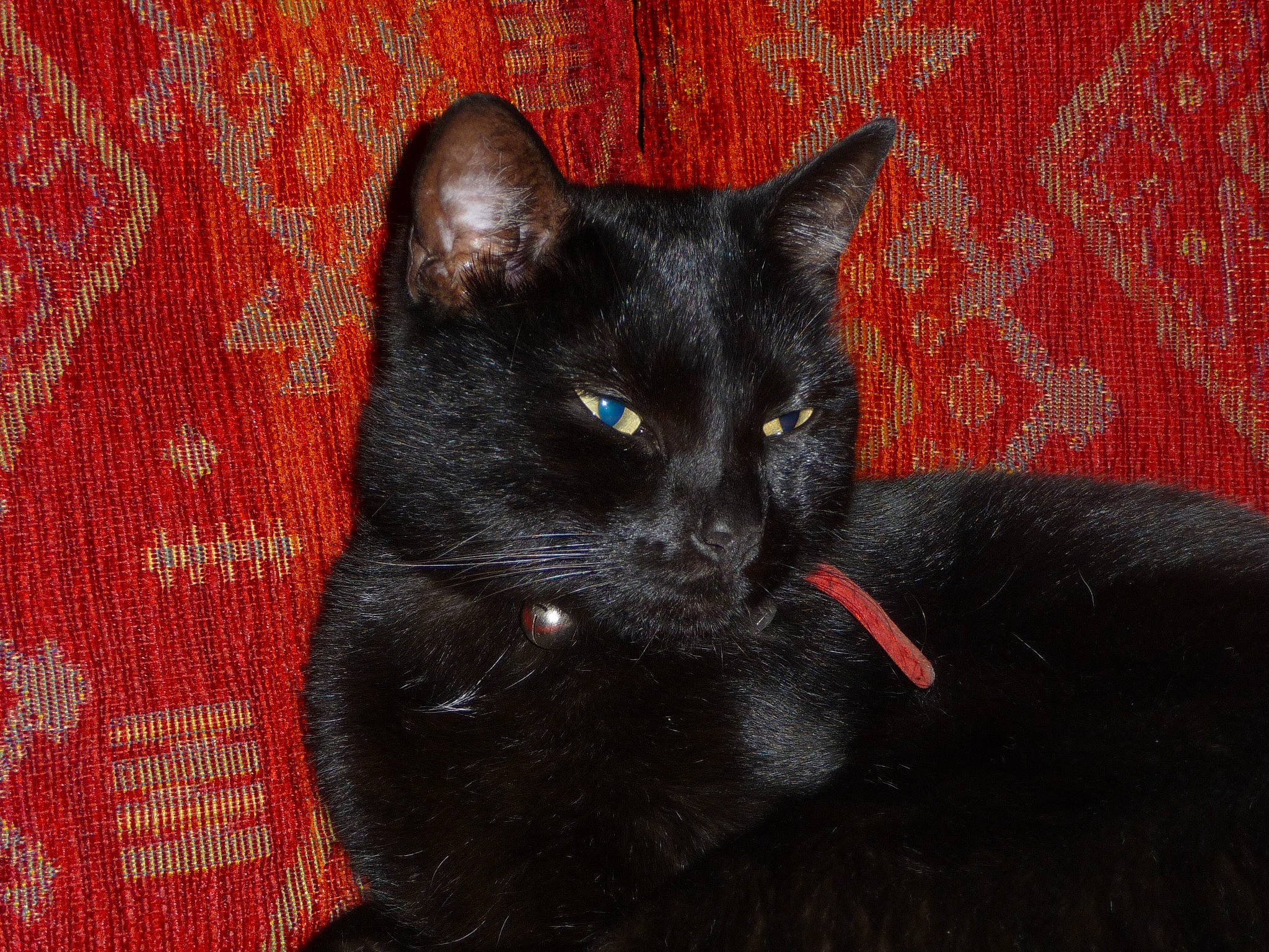 Chouquettes participe au concours pour gagner de l'argent avec cette photo : black_cat, bombay, carnivore, cat, claw, comfort, domestic_short_haired_cat, electric_blue, felidae, fur, grey, pattern, small_to_medium_sized_cats, snout, tail, terrestrial_animal, whiskers