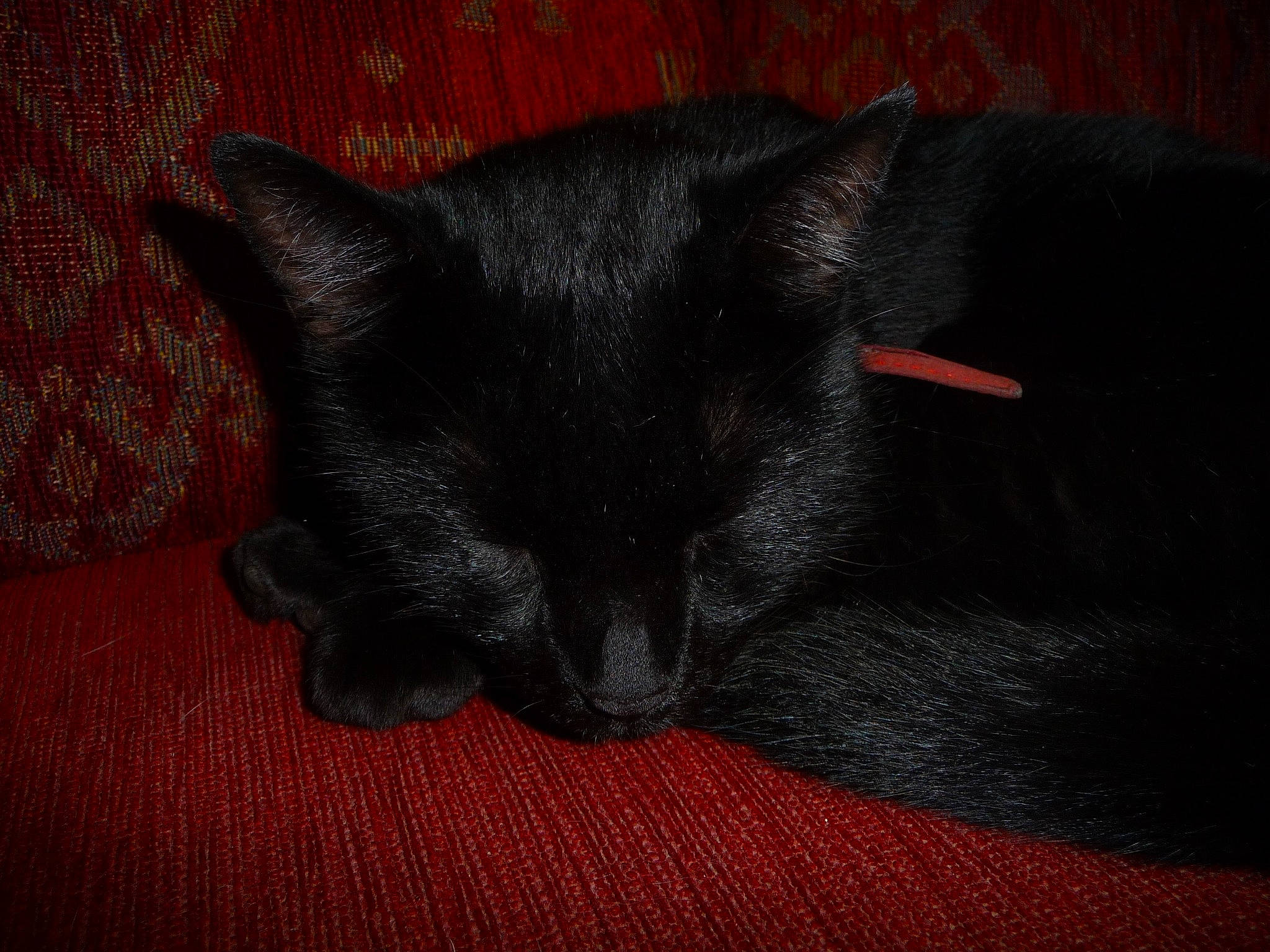 Chouquettes participe au concours pour gagner de l'argent avec cette photo : black_cat, bombay, carmine, carnivore, cat, comfort, domestic_short_haired_cat, felidae, fur, grey, plant, small_to_medium_sized_cats, snout, whiskers