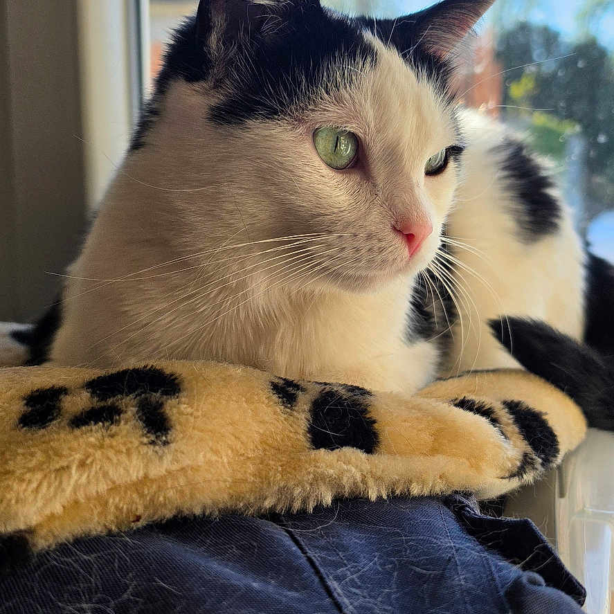 Isis a rejoint le concours — aidez-le/la à gagner de superbes lots ! cat, black_and_white_cat, window, blanket, leopard_print, sunlight, indoor, pet, animal, fur, whiskers, green_eyes, resting, cozy, domestic_cat, looking_outside, daylight, soft_light, relaxed, portrait
