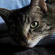 Jazzy is registered to the contest to win money with this photo: animal, blue_fabric, cat, close_up, cozy, cute, feline, fur, green_eyes, indoor, intimate, mammal, pet, portrait, relaxed, resting, sleepy, soft_texture, tabby_cat, whiskers