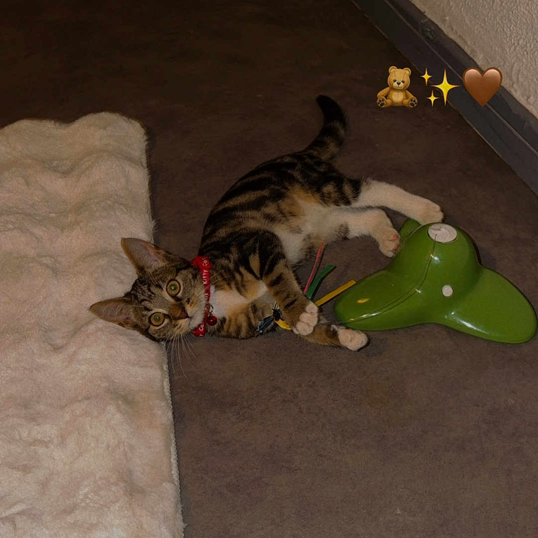 Bella participe au concours pour gagner de l'argent avec cette photo : cat, tabby, pet, floor, toy, blanket, collar, indoor, curious, playful, wide_eyes, brown, white, green, feline, animal, cute, cozy, relaxed, home