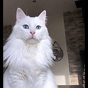 Ritchy a rejoint le concours — aidez-le/la à gagner de superbes lots ! cat, white_cat, blue_eyes, fluffy_fur, indoor, pet, animal, portrait, feline, domestic_cat, table, sunlight, house, cozy, decor, mirror, brick_wall, fur, cute, calm