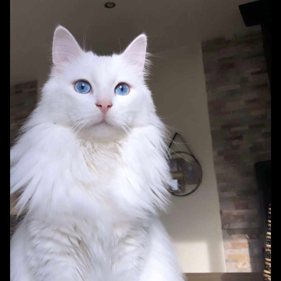 Ritchy a rejoint le concours — aidez-le/la à gagner de superbes lots ! cat, white_cat, blue_eyes, fluffy_fur, indoor, pet, animal, portrait, feline, domestic_cat, table, sunlight, house, cozy, decor, mirror, brick_wall, fur, cute, calm