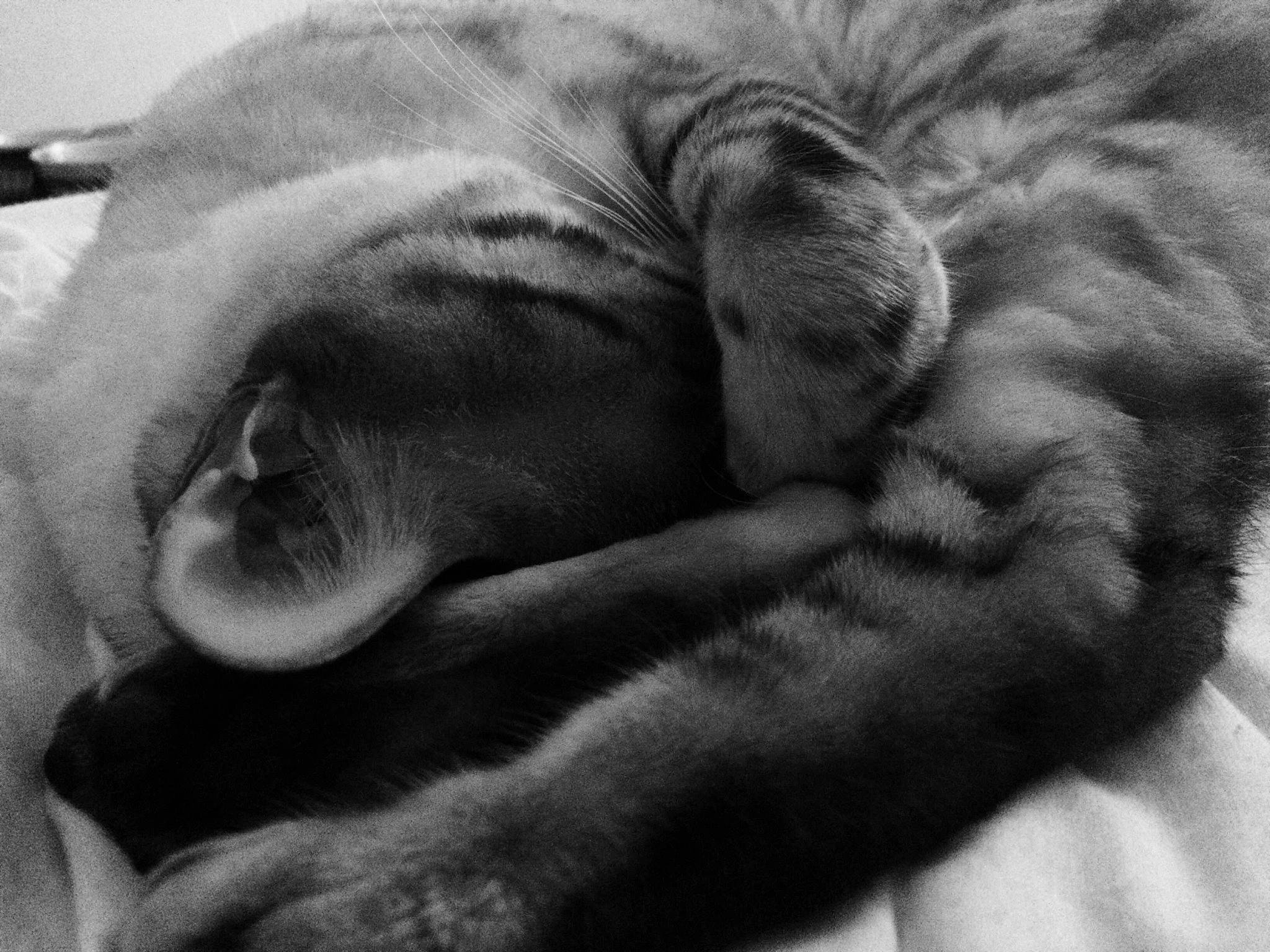 Kaïla participe au concours pour gagner de l'argent avec cette photo : canidae, carnivore, cat, close_up, comfort, companion_dog, dog, dog_breed, felidae, fur, nap, sleep, snout