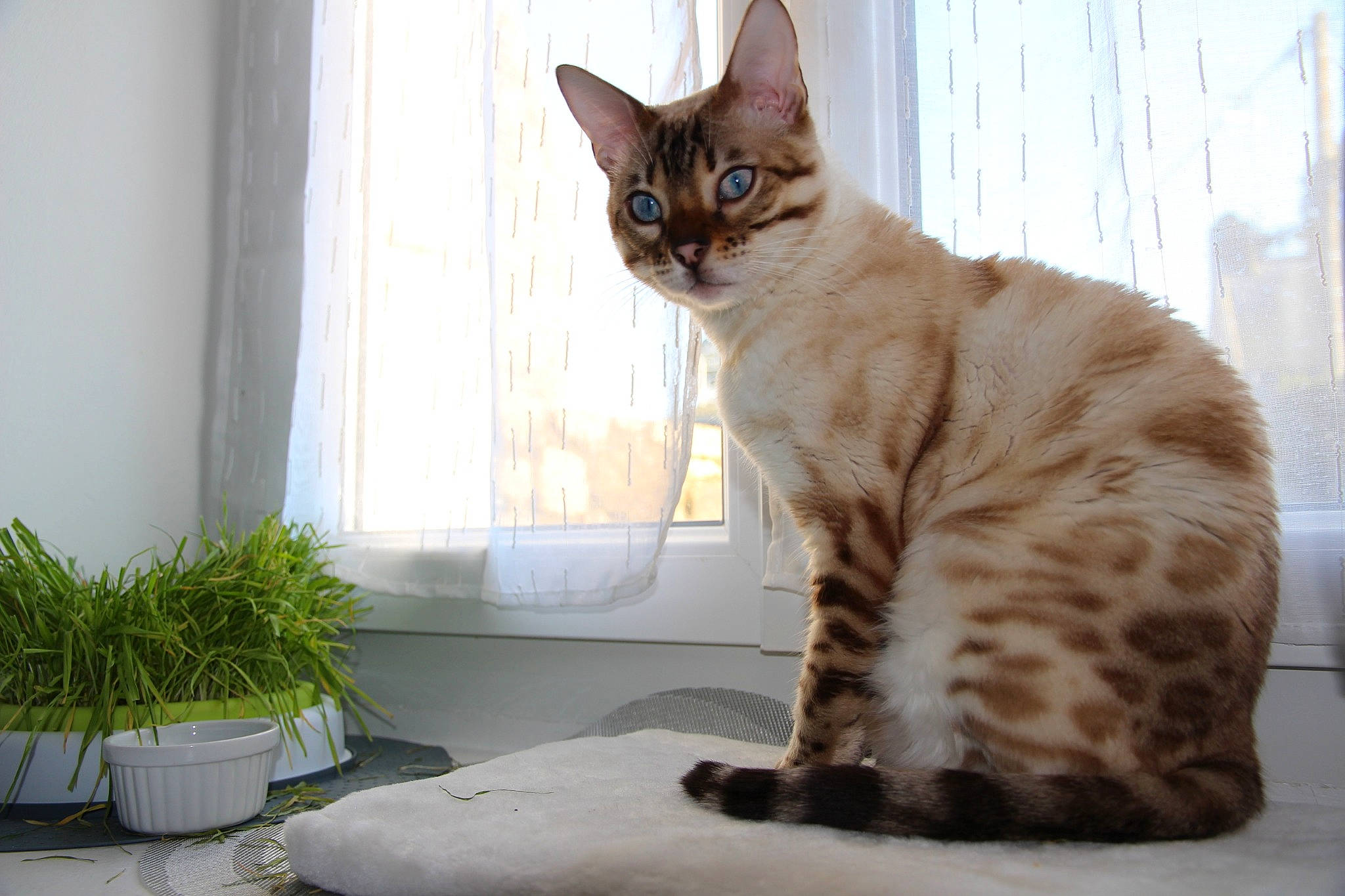 Kaïla participe au concours pour gagner de l'argent avec cette photo : carnivore, cat, domestic_short_haired_cat, felidae, flowerpot, fur, herb, houseplant, mammal, pet_supply, small_to_medium_sized_cats, snout, tail, terrestrial_animal, vertebrate, whiskers, window_covering