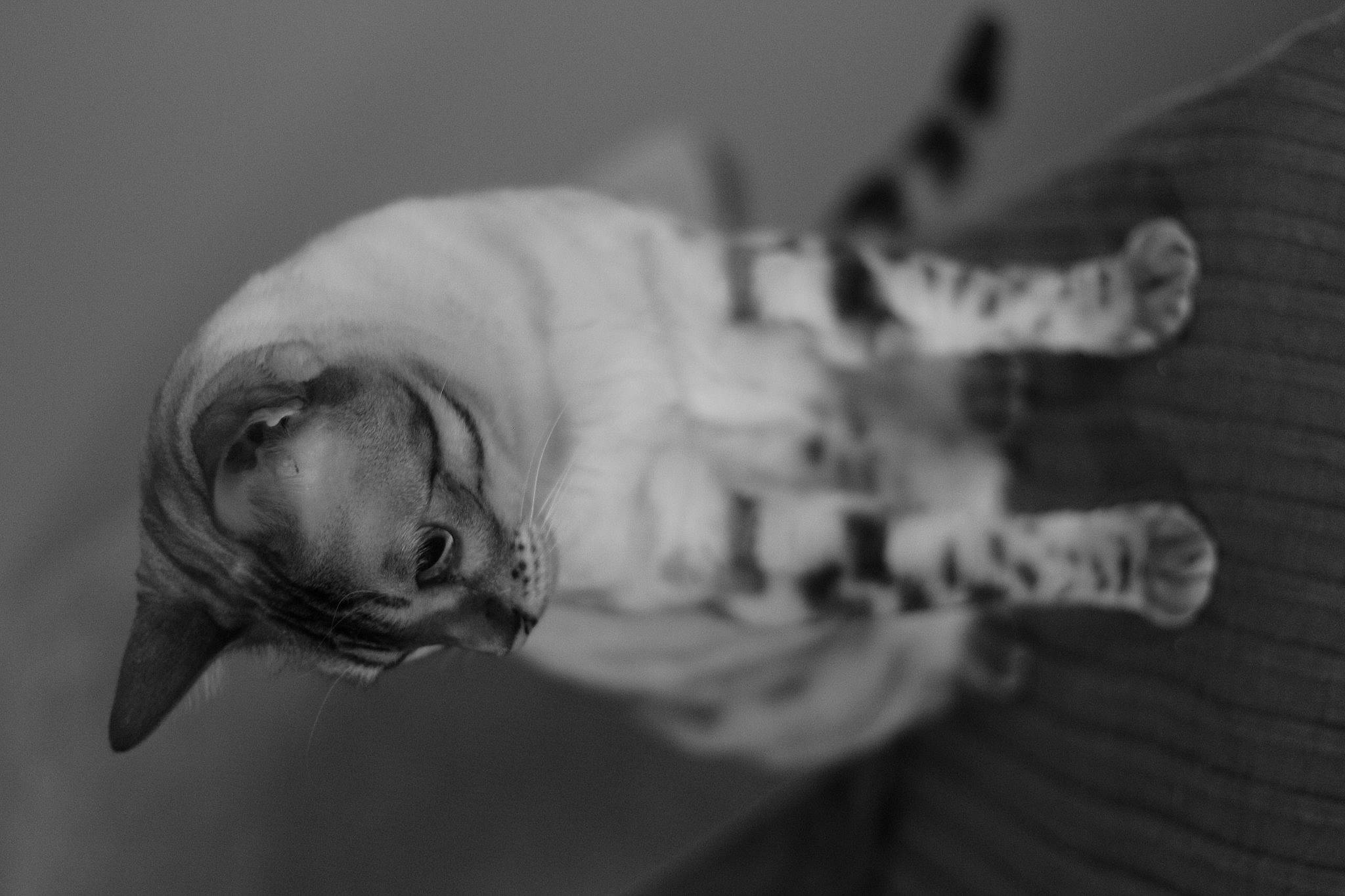 Kaïla participe au concours pour gagner de l'argent avec cette photo : grey, monochrome_photography, snout