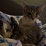 cat, kitten, tabby, pet, animal, furry, whiskers, ears, eyes, sitting, blanket, floral_blanket, couch, living_room, indoor, cozy, portrait, curious, sleeping_companion, home