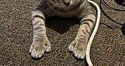Maizie joined the competition — help win amazing prizes! cat, tabby_cat, gray_fur, pet, animal, lying_down, front_paws, whiskers, pointed_ears, close_up, indoor, carpet, floor, cables, cords, game_controller, electronics, home, portrait, alert
