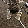 cat, tabby_cat, gray_fur, pet, animal, lying_down, front_paws, whiskers, pointed_ears, close_up, indoor, carpet, floor, cables, cords, game_controller, electronics, home, portrait, alert