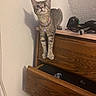cat, kitten, one_eyed_cat, pet, animal, feline, collar, bell, indoors, dresser, wooden_furniture, open_drawer, bedroom, wall, portrait, sitting, standing, looking_at_camera, striped_fur, cute