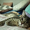 cat, tabby, pet, animal, bed, bedroom, blanket, pillow, bedding, lying_down, relaxed, wide_eyes, whiskers, ears, fur, collar, indoor, cozy, close_up, portrait