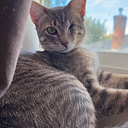 Maizie joined the competition — help win amazing prizes! cat, cats, tabby, feline, pet, animal, fur, striped_fur, whiskers, ears, eyes, sitting, lounging, indoors, window, curtain, sunlight, blue_sky, cozy, portrait
