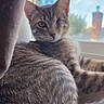 cat, cats, tabby, feline, pet, animal, fur, striped_fur, whiskers, ears, eyes, sitting, lounging, indoors, window, curtain, sunlight, blue_sky, cozy, portrait