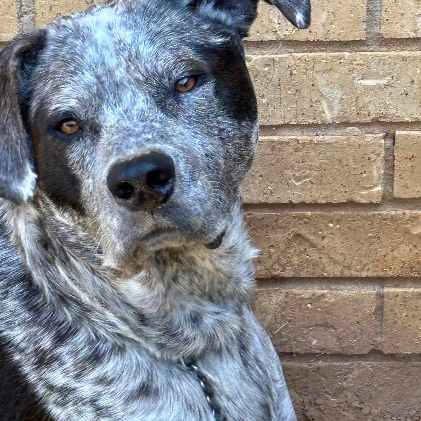 River Hunter joined the competition — help win amazing prizes! animal, architecture, brick, building, canine, dalmatian, dog, gray, greatdane, hound, labradorretriever, pet, pointer, puppy, rock, slate, snout, stonewall, terrier, wall