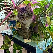 Miss Kitty is registered to the contest to win money with this photo: animal, cat, close_up, curious, feline, fluffy, green_eyes, houseplants, indoor, leaves, pet, portrait, shelf, sitting, standing, tabby_cat, tropical_plants, vines, whiskers, white_paws