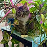 cat, tabby_cat, pet, animal, feline, fluffy, whiskers, green_eyes, white_paws, sitting, standing, indoor, houseplants, tropical_plants, leaves, vines, shelf, portrait, close_up, curious