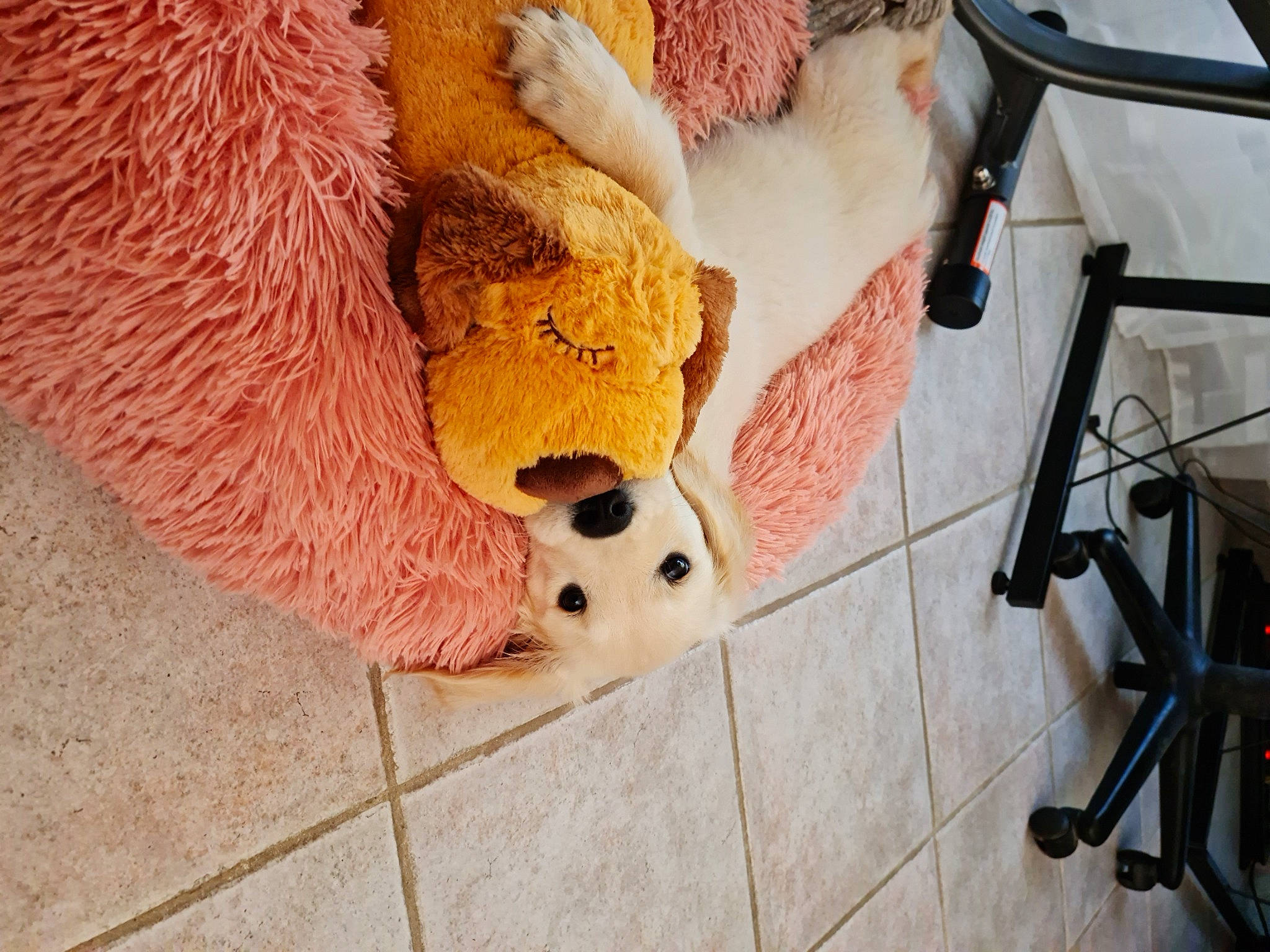 Sylka a rejoint le concours — aidez-le/la à gagner de superbes lots ! ball, canidae, companion_dog, dog_breed, fawn, flooring, football, fur, hardwood, peach, plush, room, sporting_group, stuffed_toy, teddy_bear, terrestrial_animal, toy, winter, wood, wool