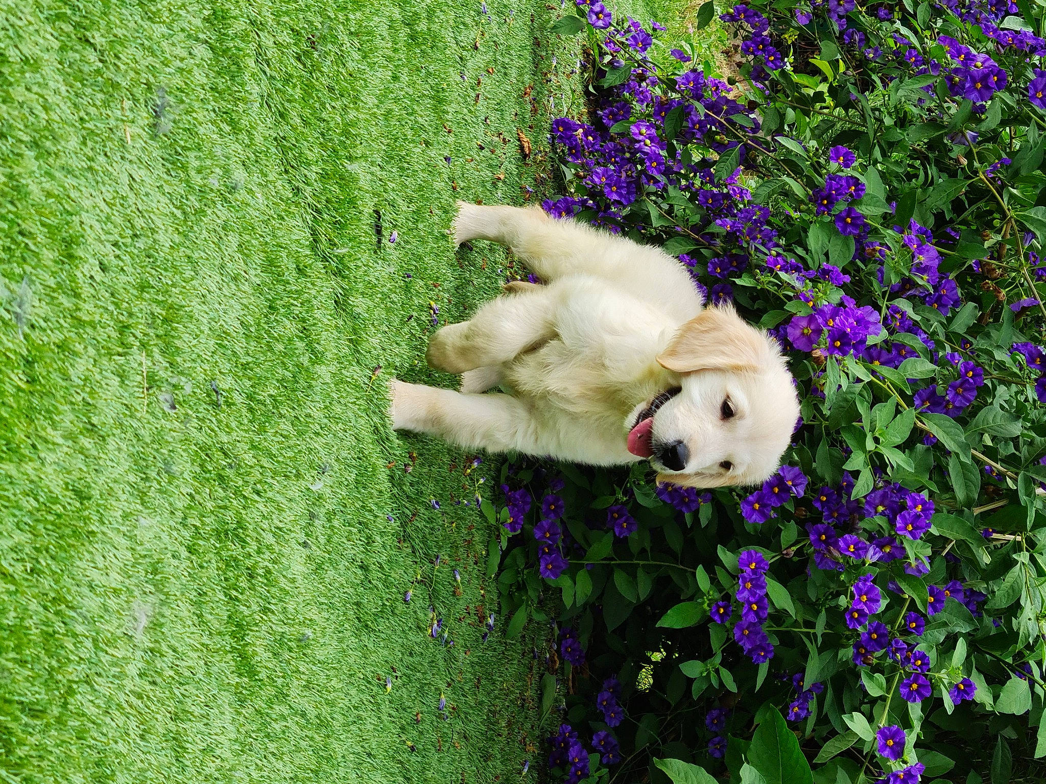 Sylka a rejoint le concours — aidez-le/la à gagner de superbes lots ! carnivore, dog, dog_breed, fawn, flower, grass, grass_family, grassland, green, groundcover, herbaceous_plant, lawn, meadow, people_in_nature, petal, plant, purple, shrub, toy, vegetation