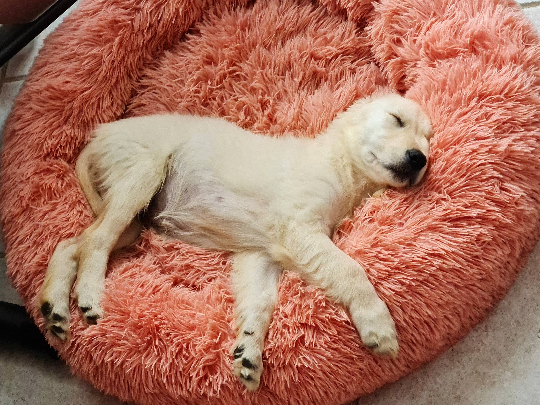 Sylka a rejoint le concours — aidez-le/la à gagner de superbes lots ! bored, canidae, carnivore, comfort, companion_dog, dog, dog_breed, fang, fur, nap, non_sporting_group, paw, puppy, sporting_group, terrestrial_animal, working_animal