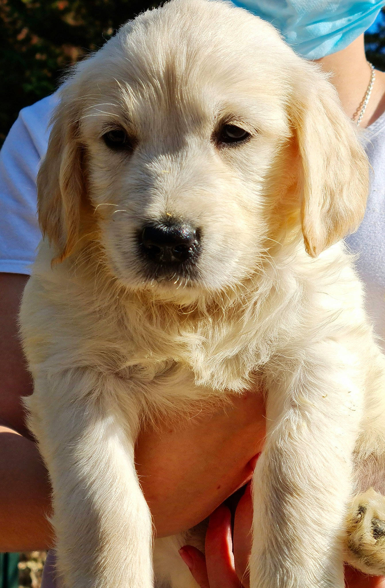 Sylka participe au concours pour gagner de l'argent avec cette photo : ancient_dog_breeds, canidae, carnivore, companion_dog, dog, dog_breed, eye, fawn, fur, gun_dog, labrador_retriever, plant, snout, sporting_group, tree, whiskers, working_animal, working_dog