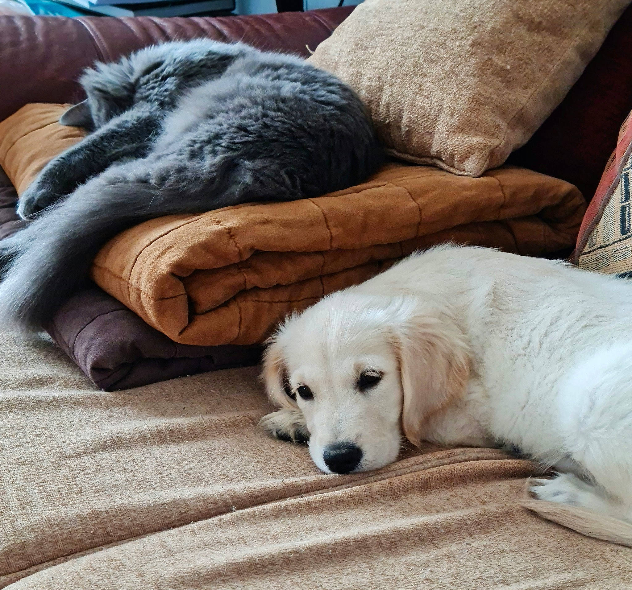 Sylka participe au concours pour gagner de l'argent avec cette photo : blue, canidae, carnivore, comfort, companion_dog, couch, dog, dog_breed, felidae, flooring, fur, linens, pet_supply, pillow, small_to_medium_sized_cats, snout, sporting_group, whiskers, wood, working_animal