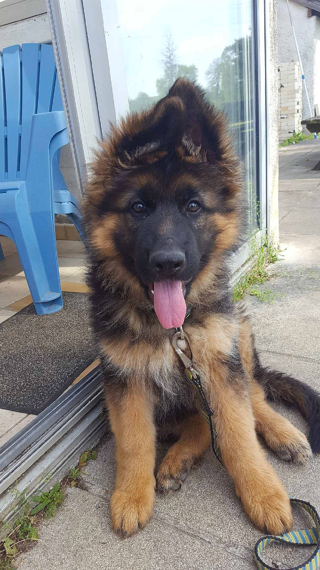 Tixo participe au concours pour gagner de l'argent avec cette photo : canidae, canis, carnivore, chair, companion_dog, dog, dog_breed, fawn, fur, german_shepherd_dog, herding_dog, old_german_shepherd_dog, road_surface, snout, sporting_group, street_dog, tail, terrestrial_animal, working_animal, working_dog