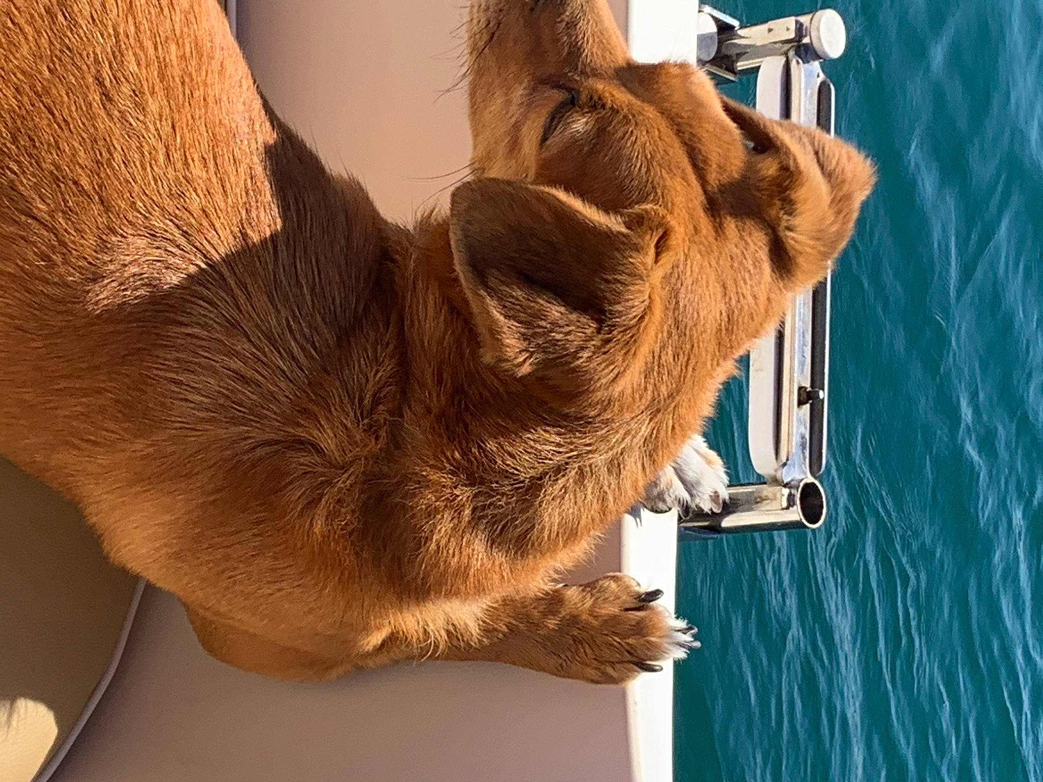 Westy participe au concours pour gagner de l'argent avec cette photo : canidae, carnivore, dog, dog_breed, fawn, fur, hand, snout, sporting_group