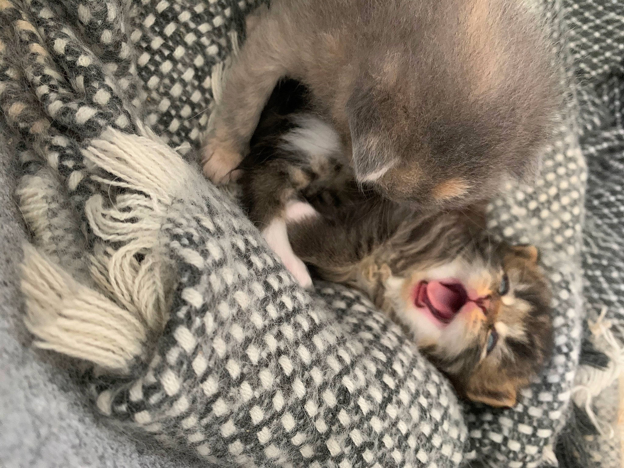 Hayana a rejoint le concours — aidez-le/la à gagner de superbes lots ! carnivore, cat, claw, egyptian_mau, european_shorthair, felidae, fur, kitten, maine_coon, nap, norwegian_forest_cat, paw, pixie_bob, polydactyl_cat, sleep, small_to_medium_sized_cats, tabby_cat, tail, whiskers