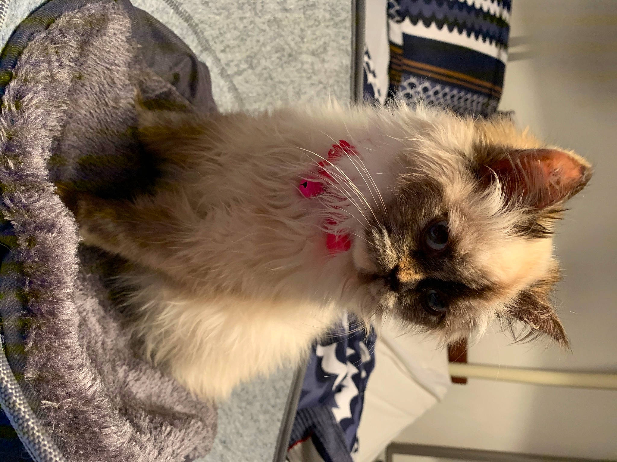 Ti Mimi participe au concours pour gagner de l'argent avec cette photo : balinese, birman, carnivore, cat, domestic_long_haired_cat, ear, fawn, felidae, fur, himalayan, kitten, ragdoll, small_to_medium_sized_cats, snout, thai, whiskers